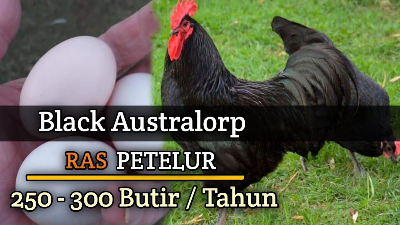 Black Australorps Ayam Ras Petelur Hand - Materi Breeding Dan Persilangan 🔴
