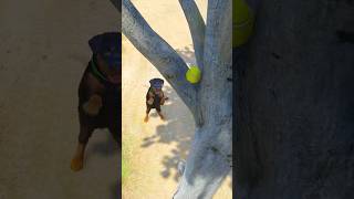 GTA V FRANKLIN DOG CHOP BALL STUCK ON TREE #shorts | Maheshwar Gamerz