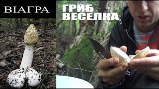 Гриб Веселка заміняє Віагру