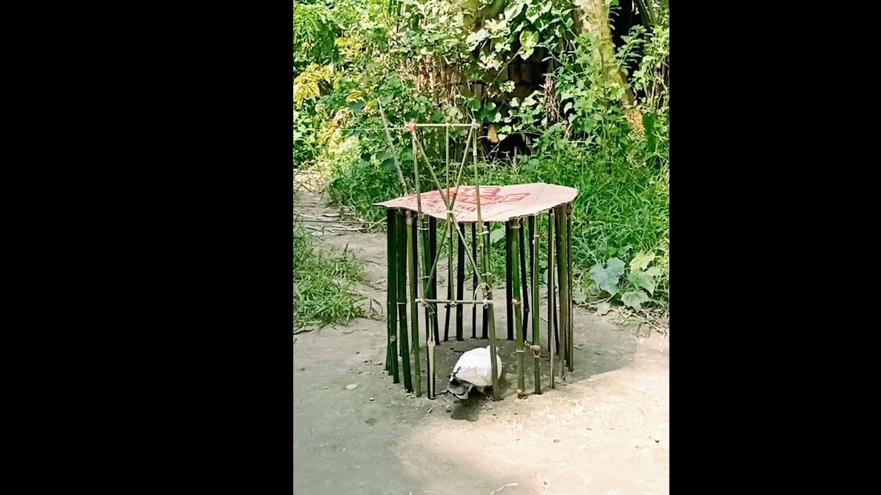 Creative bird trap using cardboard & bamboo //pigeon trap door