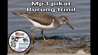 Suara pikat burung trinil mp3