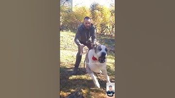 Alabai Power Unleashed | The Fearless Guardian of Legends!"