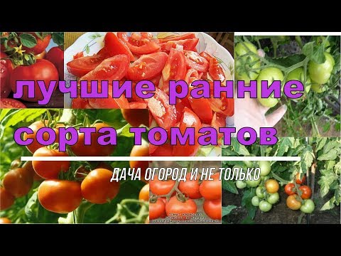 Вопрос: Какие семена томатов посоветуете 2020, для теплицы?