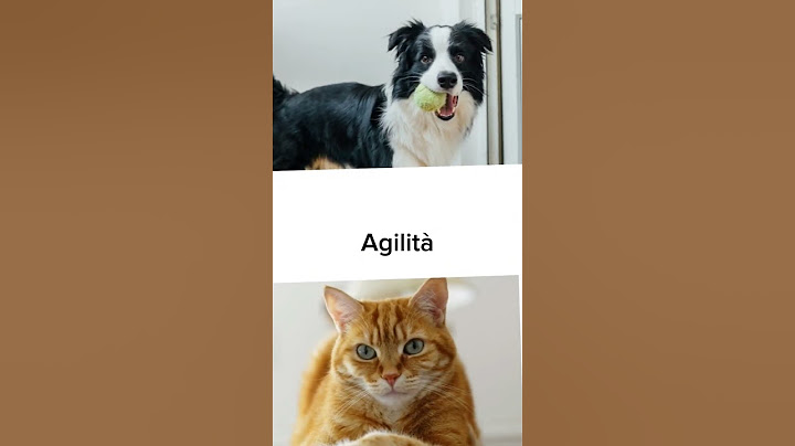 Cane vs Gatto versus #8