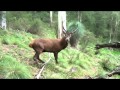 ROARING RED STAG UNDER 2m