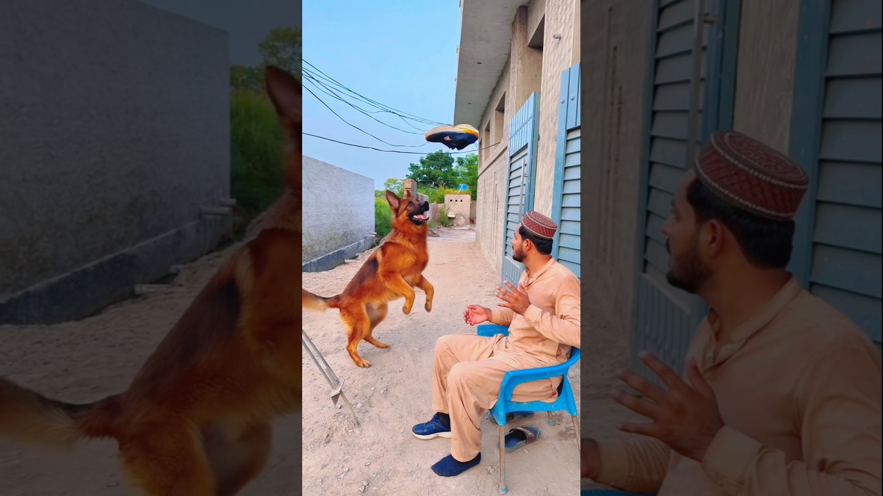 Allah Tala ki madad #ytshorts #trending #shorts #viralvideo #islamicprayer #foryou #dog #usa