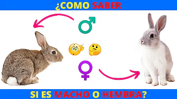 ¿Cuál es el sexo del Conejo de Pascua?