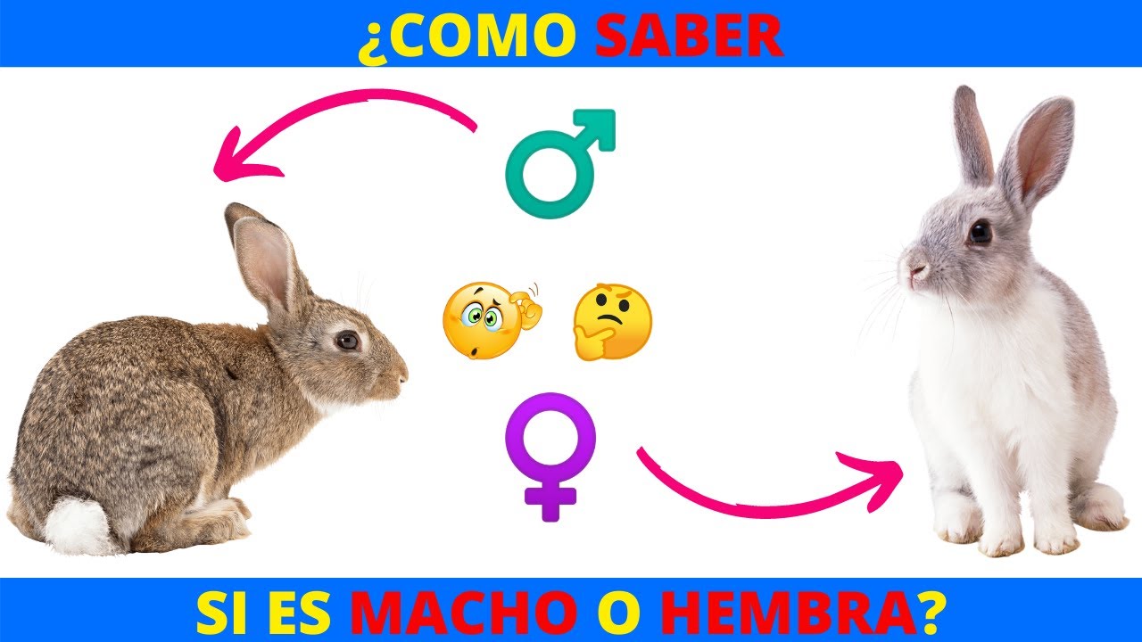Como SEXAR CONEJOS, ¿Como DETERMINAR el SEXO de tu CONEJO? | ¿SABER si