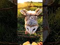 Rescuing a Baby Owl Tangled in Barbed Wire | Heartfelt Wildlife Rescue