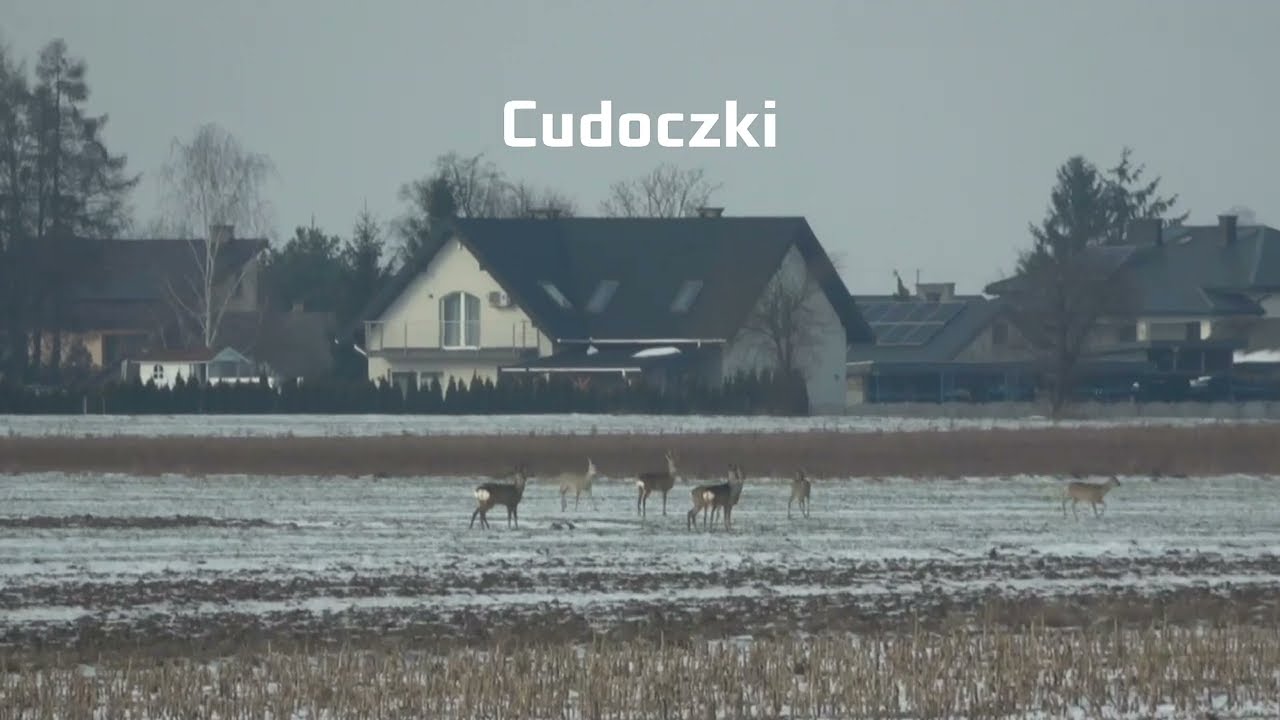 Sarenki.. Nowa Dąbia.. Gmina Ryki