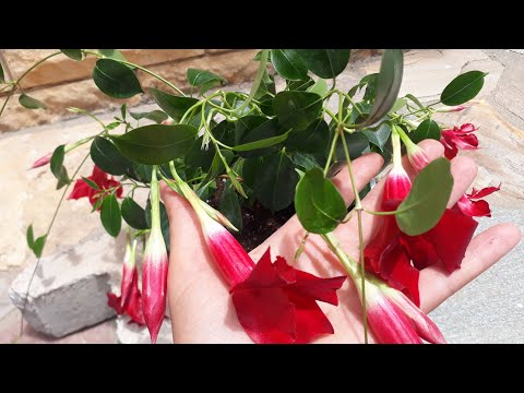 Video: Mandevilla Bitki Bakımı - Bahçenizde Büyüyen Mandevilla