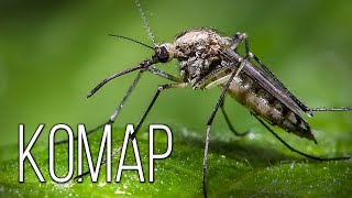 Mosquito: Little bloodsucker | Interesting facts about mosquitoes by Планета Земля 163,335 views 7 months ago 27 minutes