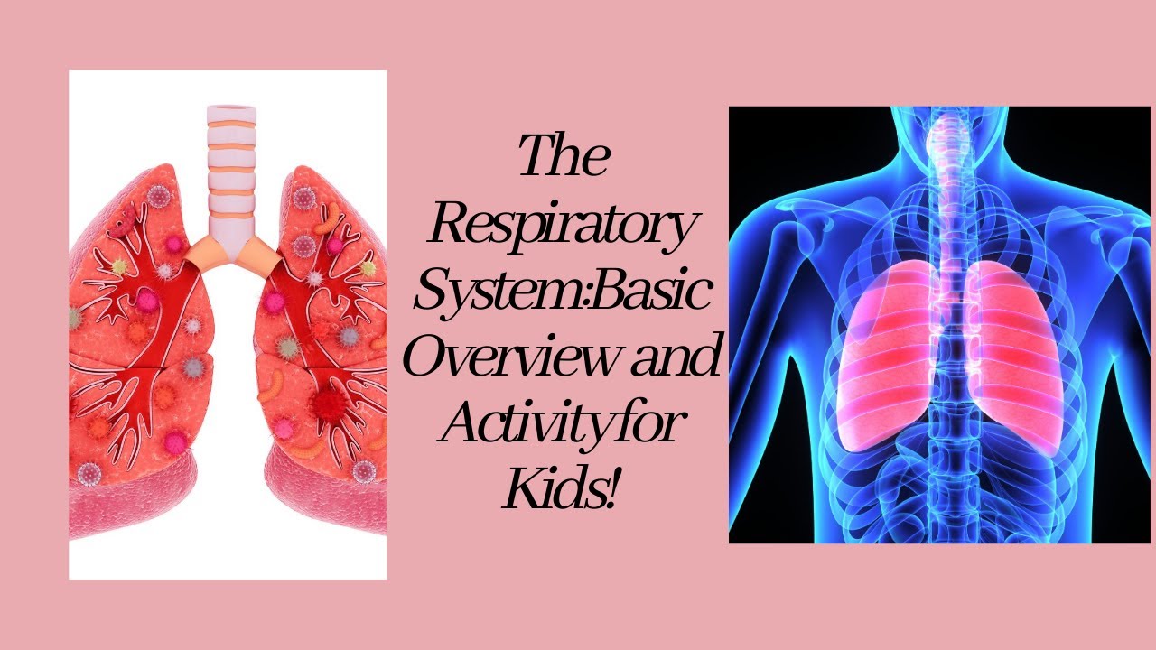 The Respiratory System: Basic Overview and Activity for Kids! - YouTube