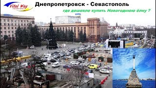 Где дешевле Новогодняя ёлка? Днепропетровск - Севастополь Где дешевле Новогодняя ёлка? Днепропетровск - Севастополь