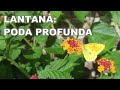 LANTANA, PODA PROFUNDA DE RECUPERACIÓN