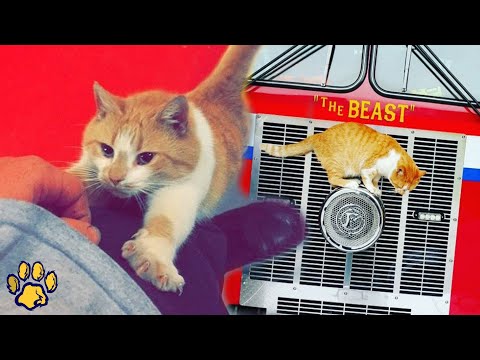 Videó: Pet Scoop: Cat ellopja a Marlins-játékot, a Bald Eagle védi a babát a vihartól