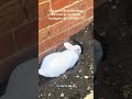 @clairelawson2015:  Well that hole is pretty deep guys this bun is obsessed with digging 🤣