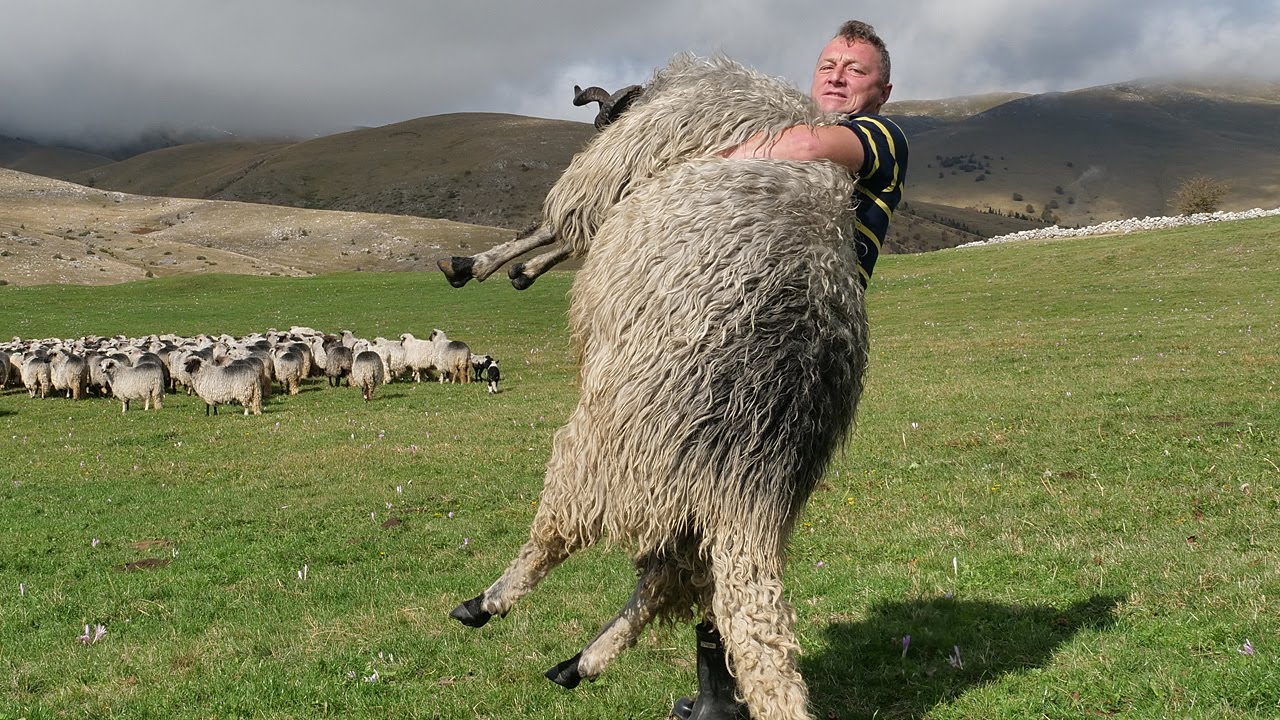 Naš sir nađe put i do Amerike