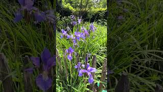 Beautiful purple iris