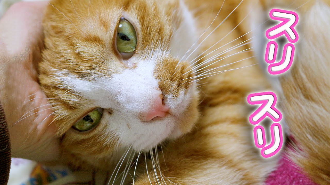 甘えたい 甘えんぼ猫｢マック｣をナデナデしたら？ママ行かないで〜可愛い＆面白いネコ　- Cat likes owner. Funny Cat Mac ! Do not go to mom.