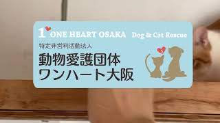 “One Heart Osaka.” It’s our first time to challenge Crowdfunding.