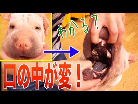 うちのブサカワ犬の口の中が、他のワンコと違いすぎる…！！これはすごいぞ…！！！