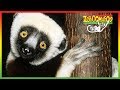 🐵 Zoboomafoo | NEW HD Compilation | 2 Hours | Animal Shows for Kids 🐵