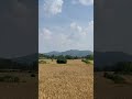 Golden wheat fields.
