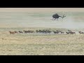 FOX 13 News 360: Controversy behind wild horse roundups