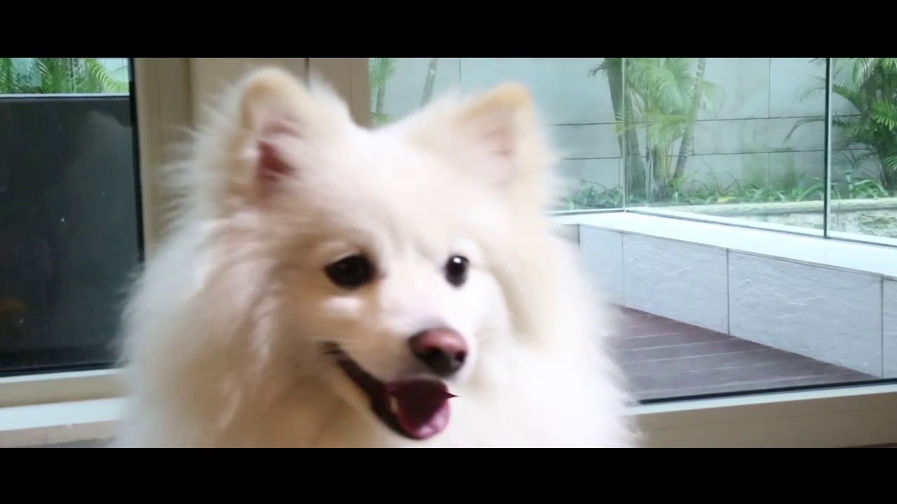 AGENT DADA TRAILER (HD)