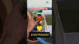 🔥Guppy breading setup| Live fish 🐠#guppy#shorts#trendingshorts #kolathurfishmarket#kolathurfishfarm