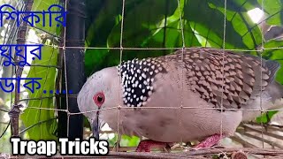 প্রতিভাবান  ঘুঘুর ডাক !! Trap_Tricks #ঘুঘুপাখি #ঘুঘু_শিকার #ঘুঘুর _ডাক