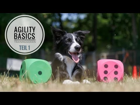 Video: Agility-Grundlagen Für Hunde