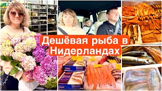 видео: Рыбный рынок в Нидерландах / Самая вкусная селёдка  / Цветы за копейки картинка: Рыбный рынок в Нидерландах / Самая вкусная селёдка  / Цветы за копейки