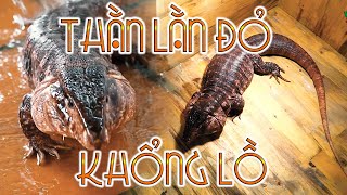 Thằn lằn đỏ khổng lồ đáng yêu  Giant Pet Tegu Lizard| WILDVN TV