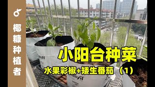 小阳台种菜 水果彩椒和矮生番茄 1.育苗播种移栽