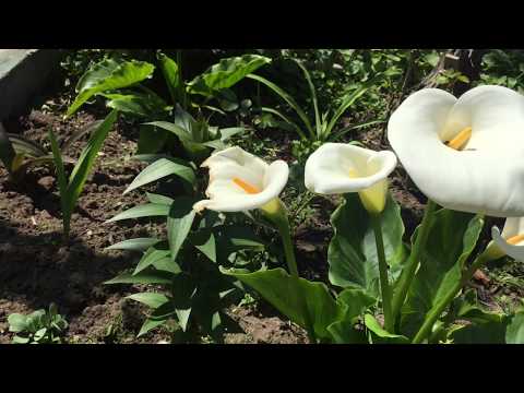 Video: Hellebore yarpaqları qəhvəyi olur: Browning Hellebore bitkiləri üçün düzəlişlər