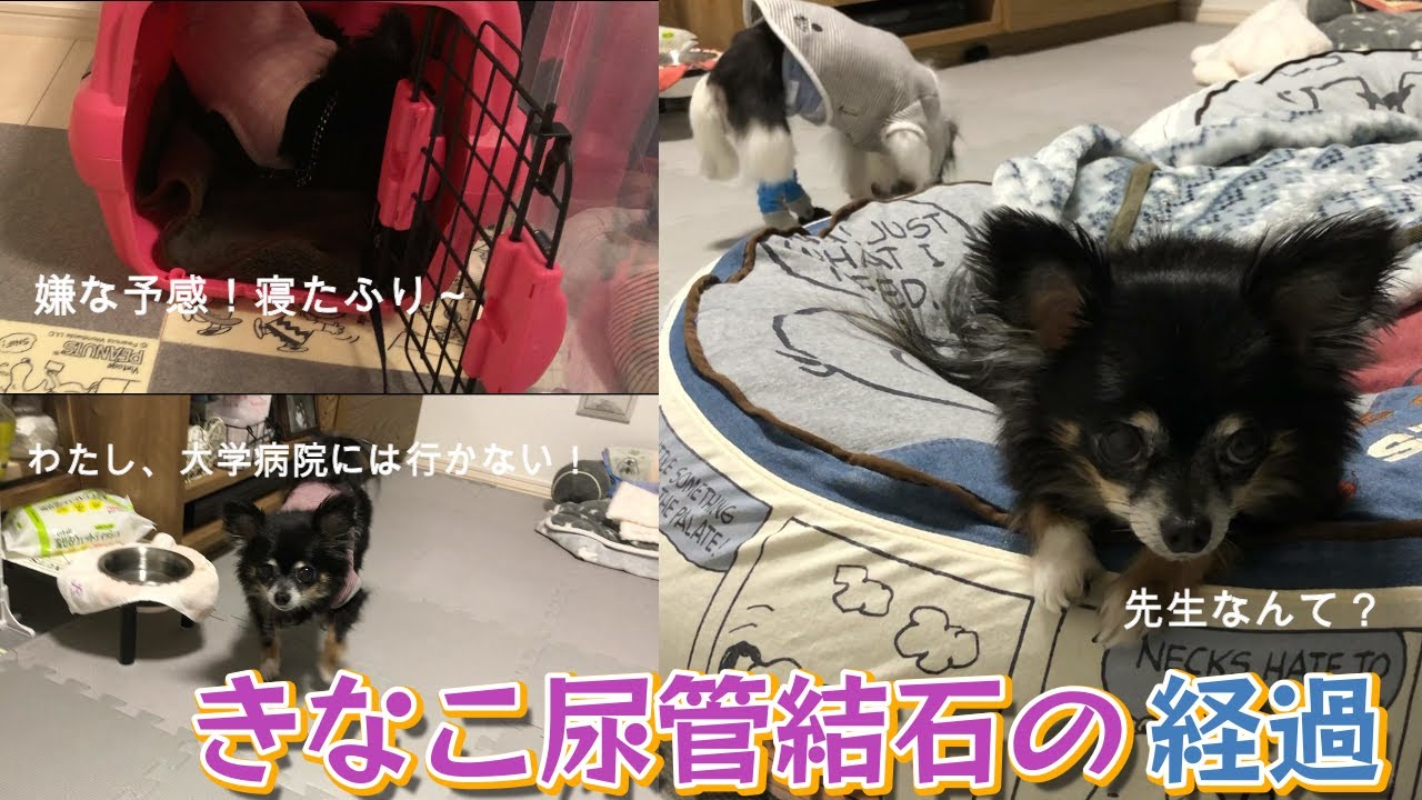 ＃51きなこの尿管結石経過