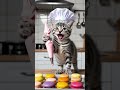 Cat makes marcaron #9cutecat #cat #funny #kitten #cute #shorts #funnycats #story #cutecat
