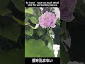 油絵で紫陽花を描くよ。#shorts