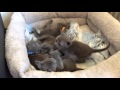 Korat kittens play fighting! の動画、YouTube動画。