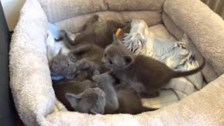 Korat kittens play fighting!