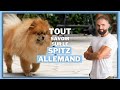 Race de chien  le spitz allemand 