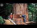 Extreme Chainsaw Skills: Dangerous Giant Tree Cutting | Monster Stump Removal Machines #1