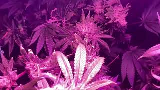 WE"RE GONNA GO ONE MORE WEEK LOL! Gorilla Dosha Grow from In-house Genetics Ep. 15