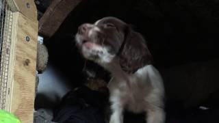 Springer Spaniel Puppy Howling 8 Weeks Old