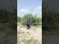 Amazing Dove 🕊️🕊️ Hunting 🪤🎯 and Flying 🪽🪽 new technology #hunting #farming #youtubeshort #dove