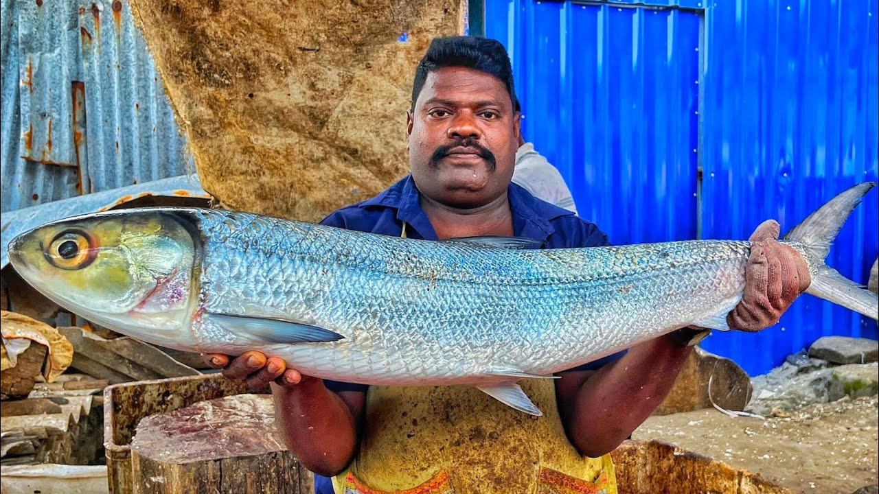 KASIMEDU SPEED SELVAM | BIG ALATHI FISH CUTTING VIDEO | 4K VIDEO | KM ...