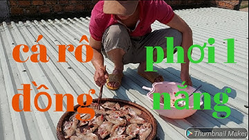 Cách làm cá rô đồng phơi 1 nắng hoàn chỉnh / minhquang