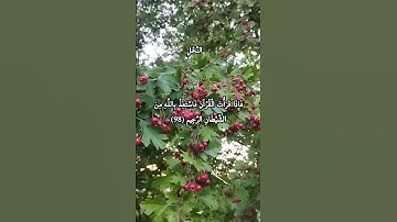 بِسْمِ اللَّهِ الرَّحْمَنِ الرَّحِيمِ من سورة النَّحْلِ